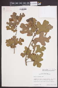 Quercus margarettae image