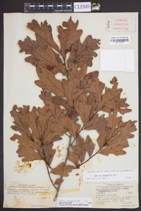 Quercus margarettae image