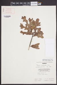 Quercus margarettae image