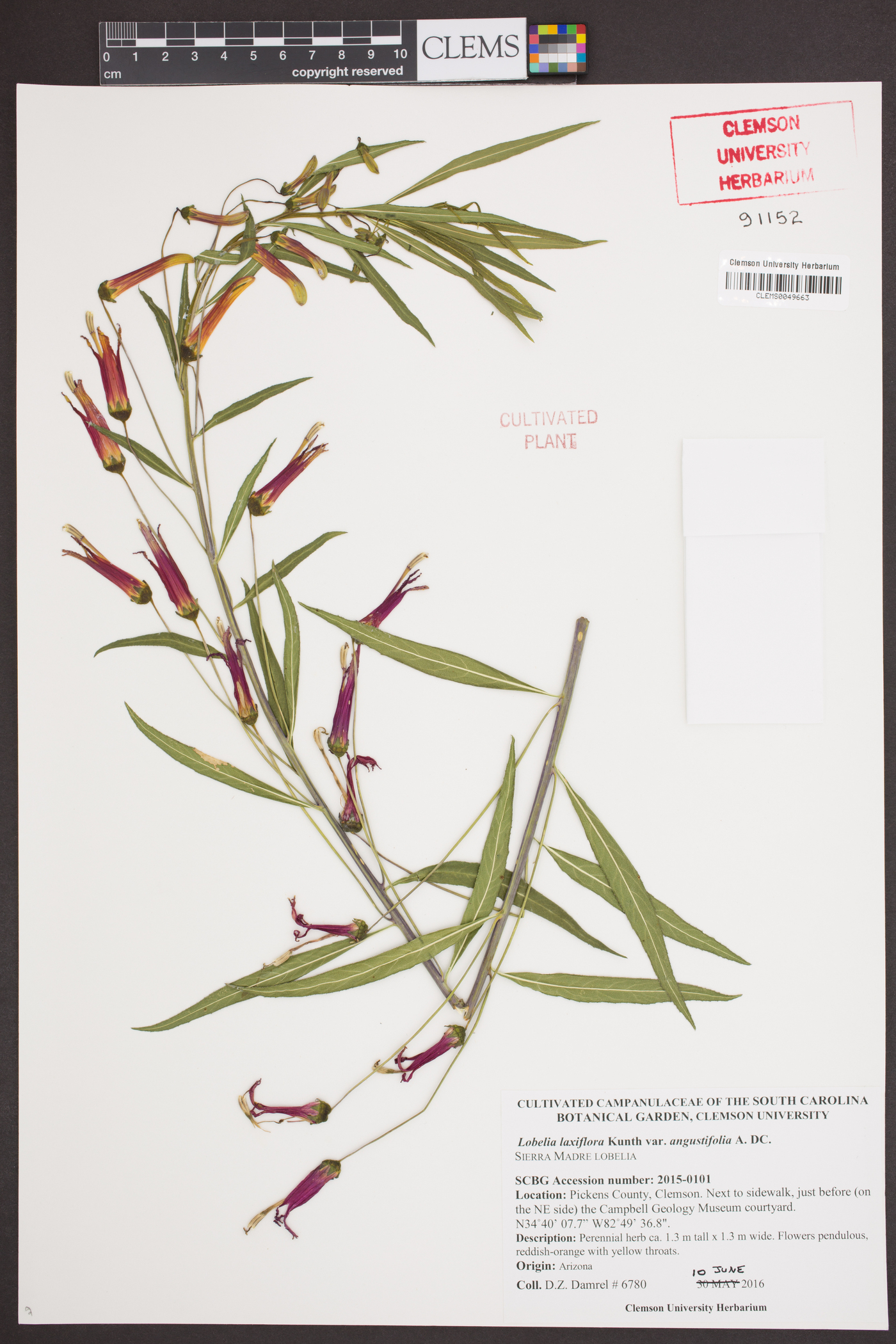 Lobelia laxiflora subsp. angustifolia image