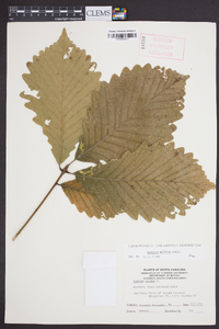 Quercus montana image