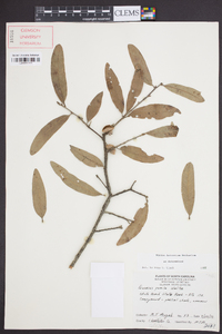 Quercus pumila image