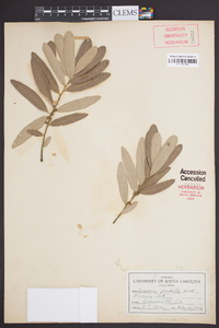 Quercus pumila image