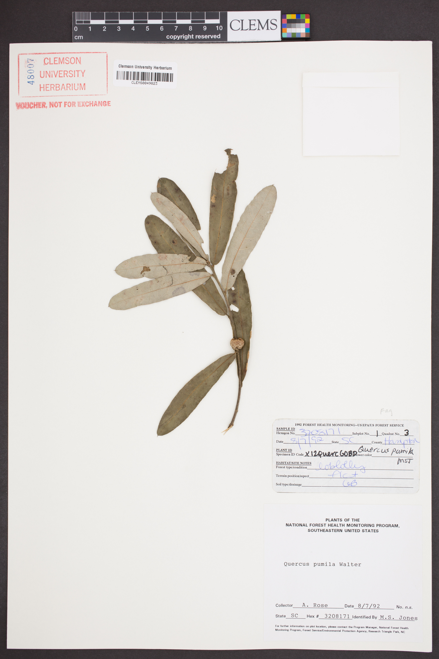 Quercus pumila image