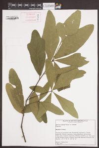 Quercus sinuata var. sinuata image