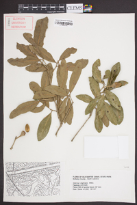 Quercus virginiana image