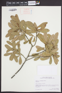 Quercus virginiana image