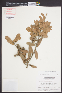 Quercus virginiana image