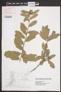 Quercus virginiana image