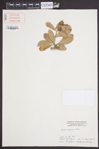 Quercus virginiana image