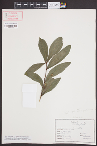 Quercus laurifolia image