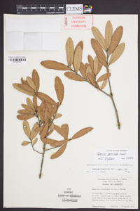 Quercus geminata image