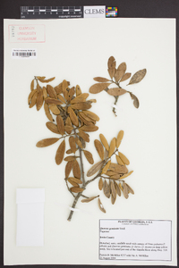 Quercus geminata image