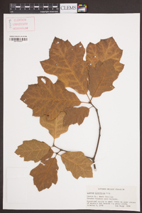 Quercus ilicifolia image