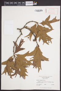 Quercus laevis image