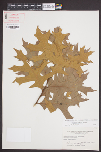 Quercus laevis image