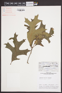 Quercus laevis image