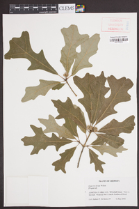 Quercus lyrata image