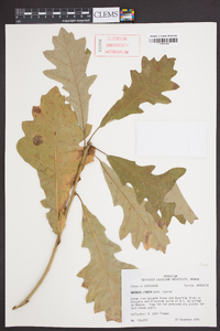 Quercus lyrata image