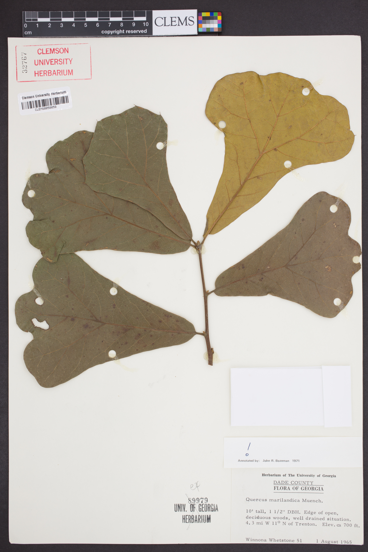 Quercus marylandica image