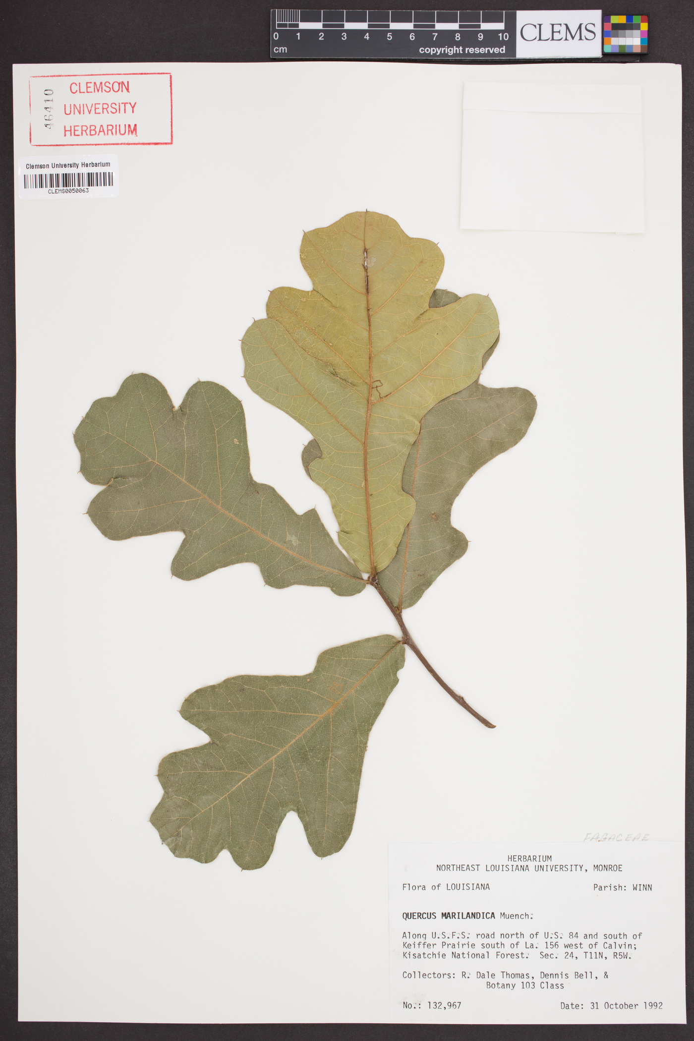 Quercus marylandica image