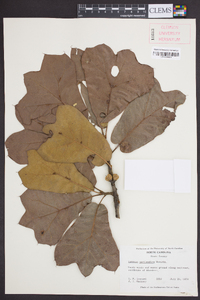 Quercus marylandica image