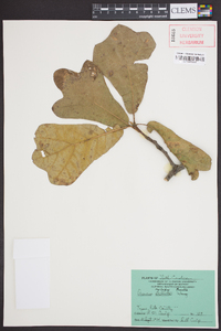Quercus marylandica image
