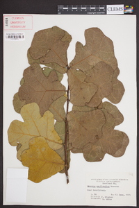 Quercus marylandica image