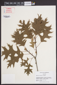 Quercus texana image