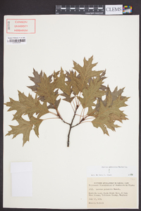 Quercus palustris image