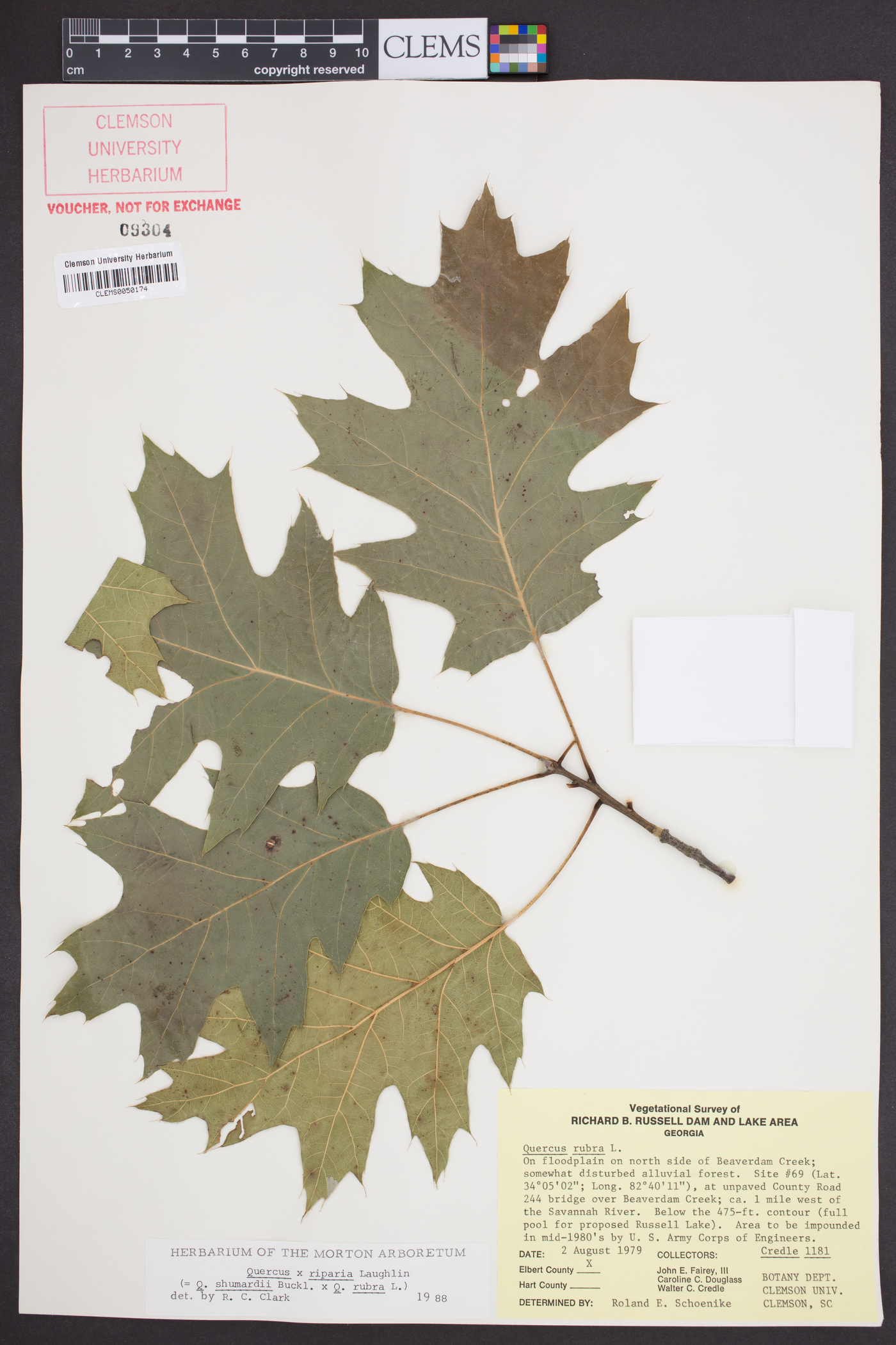 Quercus x riparia image