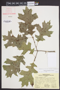 Quercus shumardii image