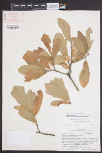 Quercus sinuata image
