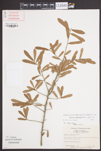 Quercus virginiana image