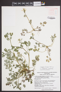 Corydalis flavula image