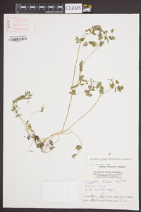 Corydalis flavula image