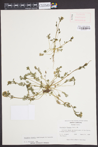 Corydalis flavula image