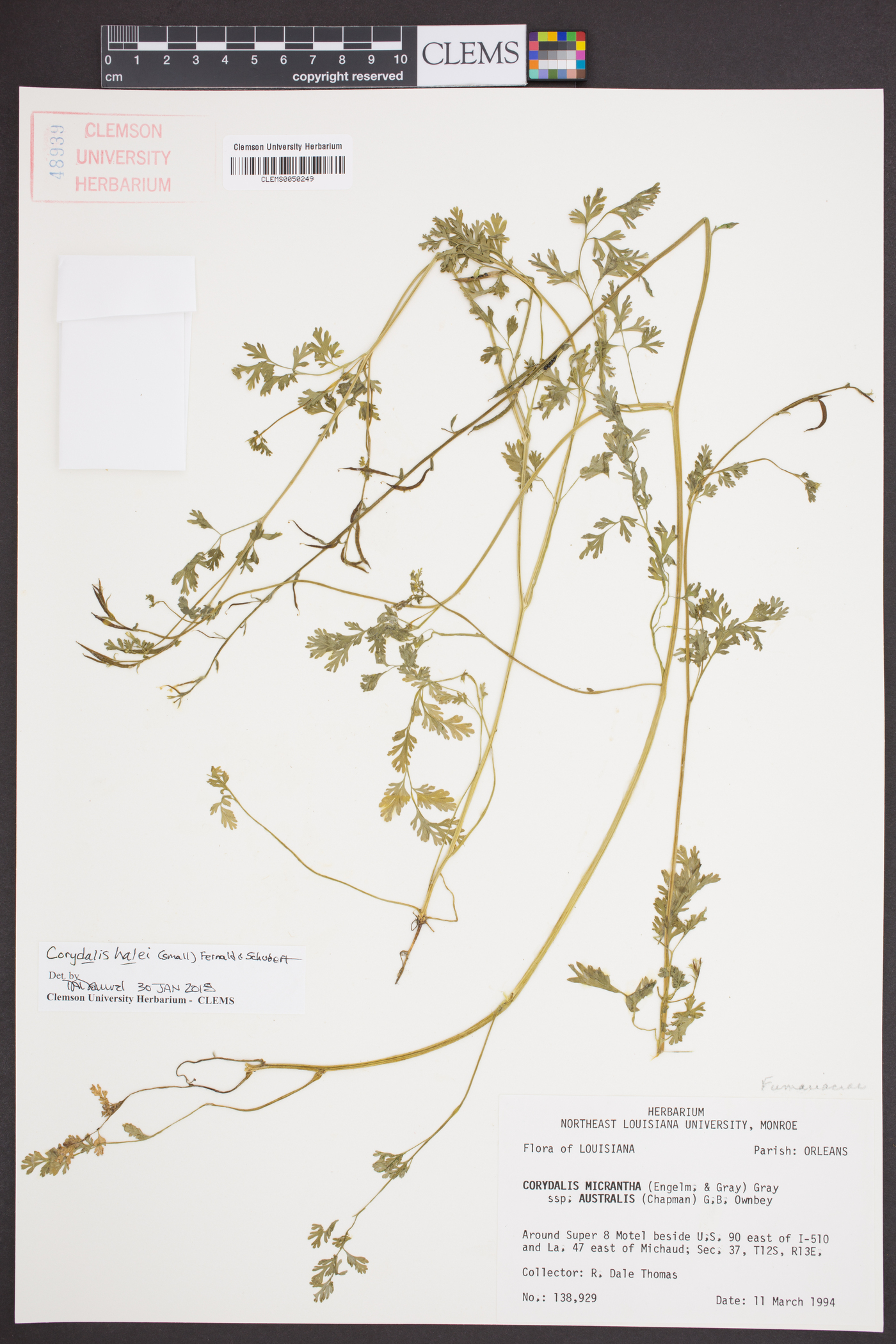 Corydalis halei image