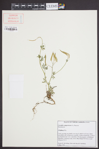 Capnoides sempervirens image