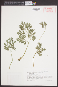 Dicentra eximia image