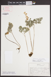 Dicentra cucullaria image