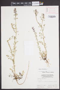 Fumaria officinalis image