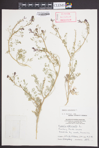 Fumaria officinalis image