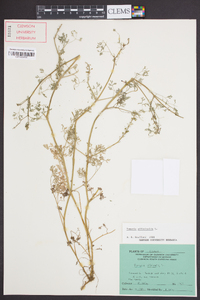 Fumaria officinalis image