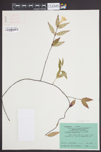 Gelsemium sempervirens image