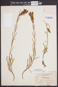 Gentiana autumnalis image