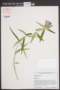 Gentiana saponaria image