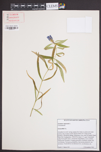 Gentiana saponaria image