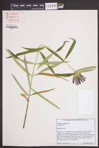 Gentiana saponaria image