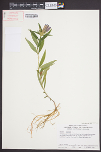 Gentiana saponaria image